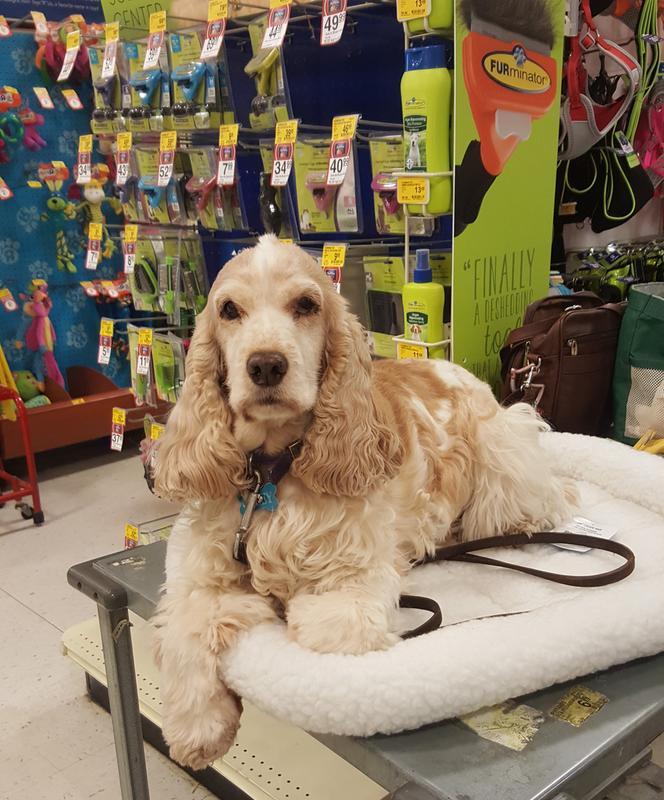 Casey, English Cocker Spaniel