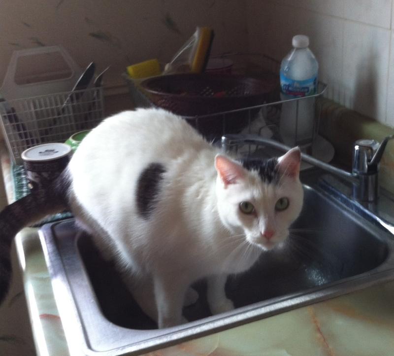 Taking his morning bath!