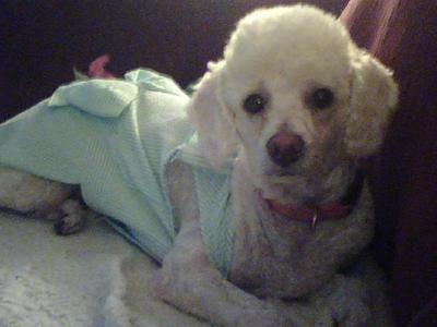 Pretty Poodle