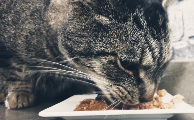 Purina One Volwassen Kattenvoer Kip & Tarwe – 800 G, Met Volkoren Tarwe En 17% Kip, Compleet En Voedzaam