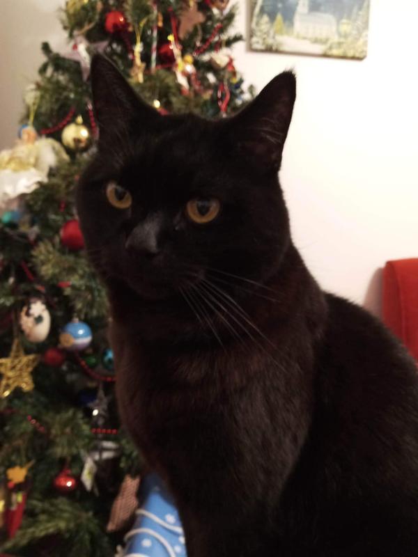 Ceelo is waiting for Santa