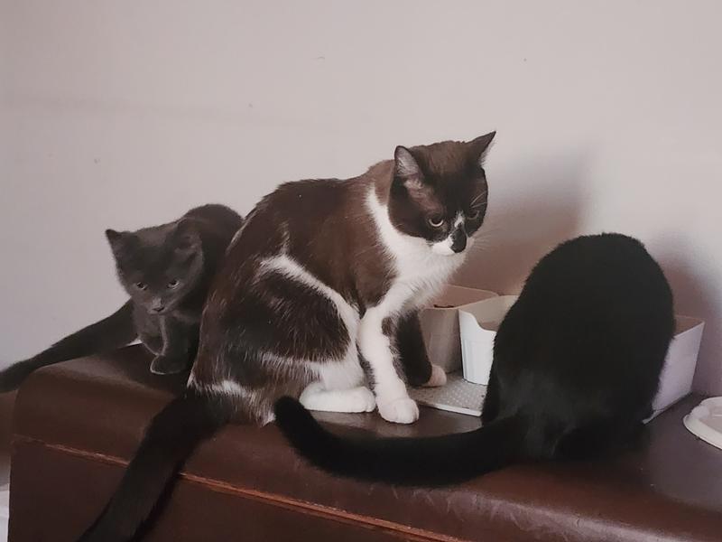 Misille et c'est meilleurs amis qui mange leur canne preferer