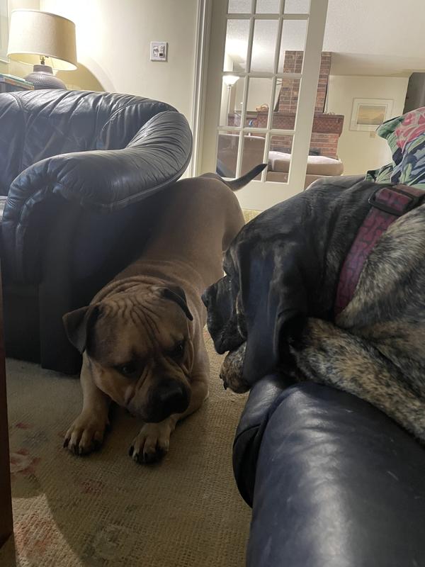 Let’s play! Meatball and Coco