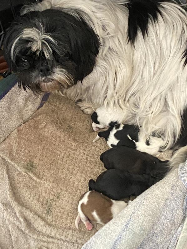 Stormy with her babies