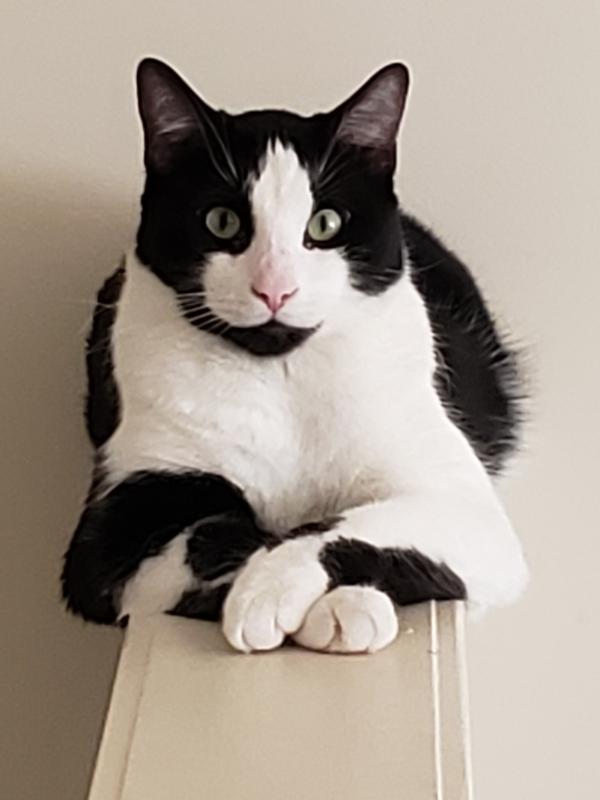 My Majestic Ziggy...