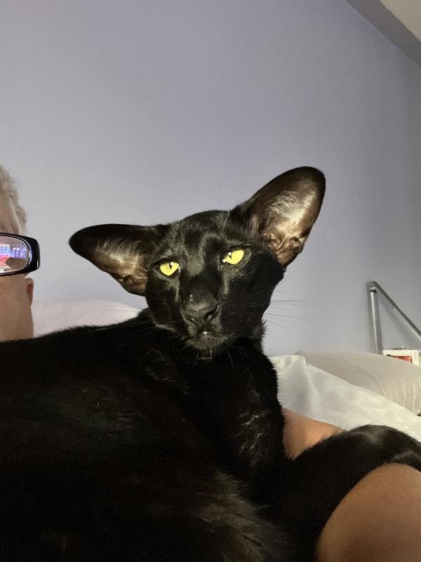 My Little Boy, Bow Tie!!