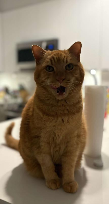 The face of finishing up Fancy Feast chicken and vegetable broth