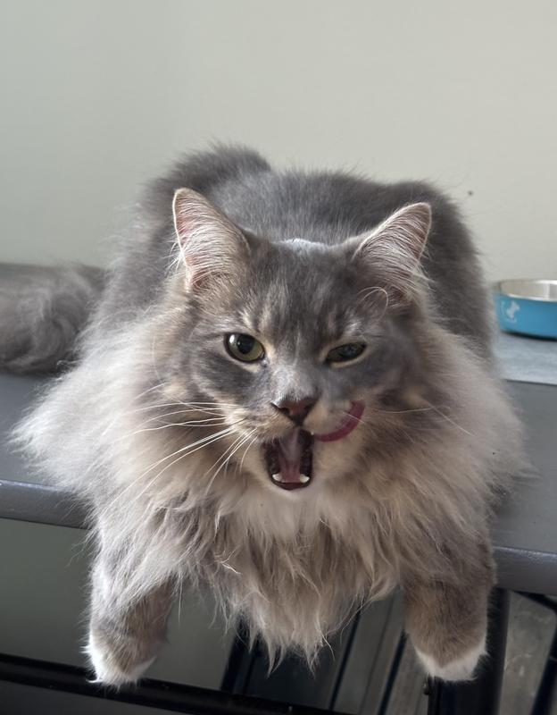 Licking his lips after enjoying some Fancy Feast