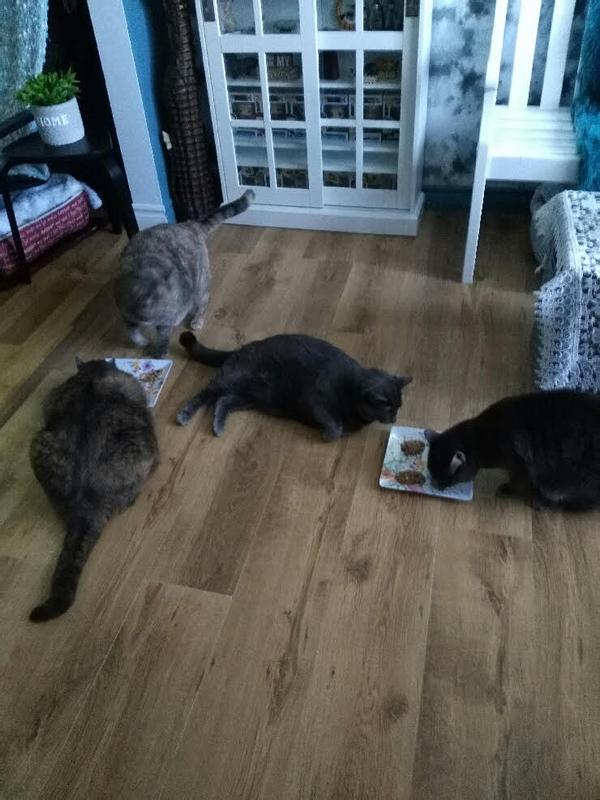 Pansey, Ronda Rousay, Jon Snow, Vinnie Fonzeralli