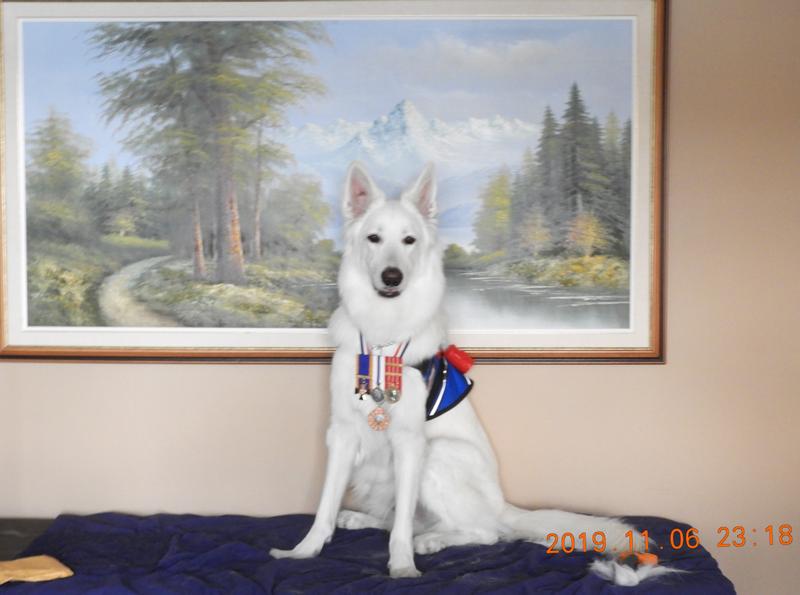 Service Dog Extraordinaire