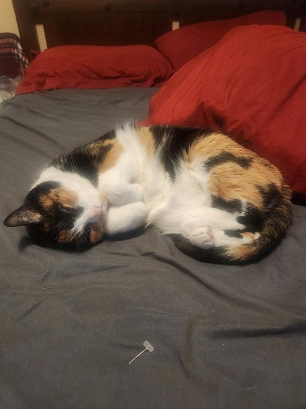 Out cold with a full belly after eating 3 tube treats