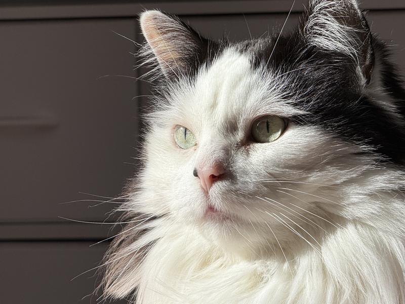 Photo - commentaire&nbsp;6.