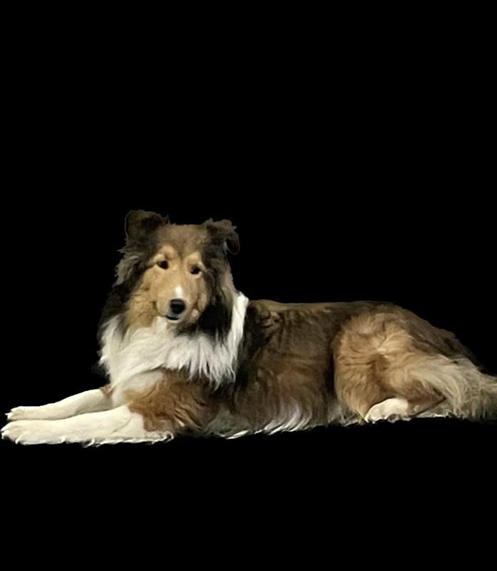 Animal Actor