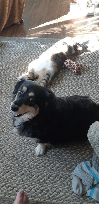 Lucy...my Foster fail. And of course River my cat