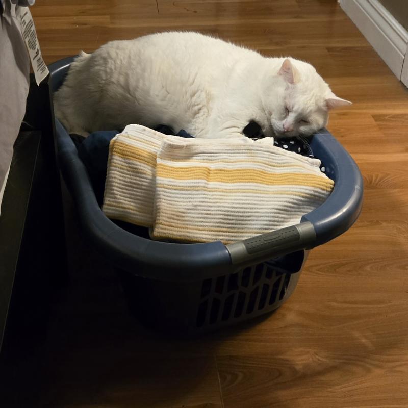 Who needs a cat bed? Clean laundry is so much better!