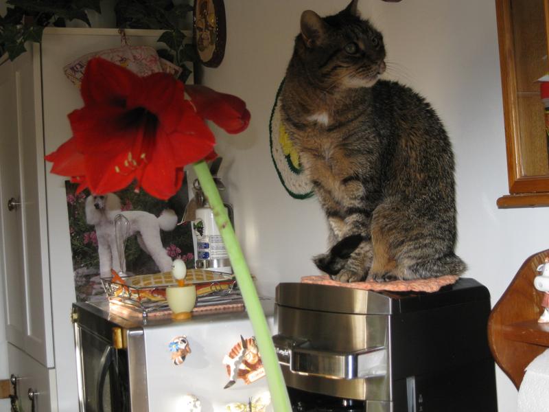 Pollyanna my little girl.