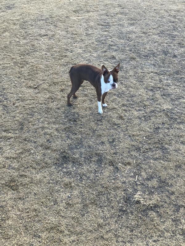 Emma after discovering your low fat canned food.❤️