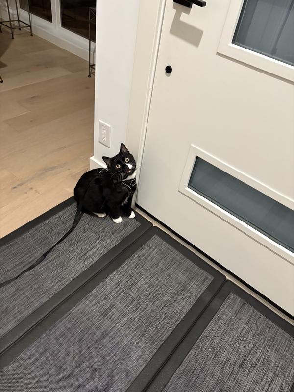 Mid meow telling me to hurry up with my coat to take home for his evening walk