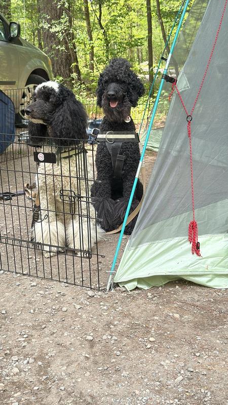 My two pro plan dogs.