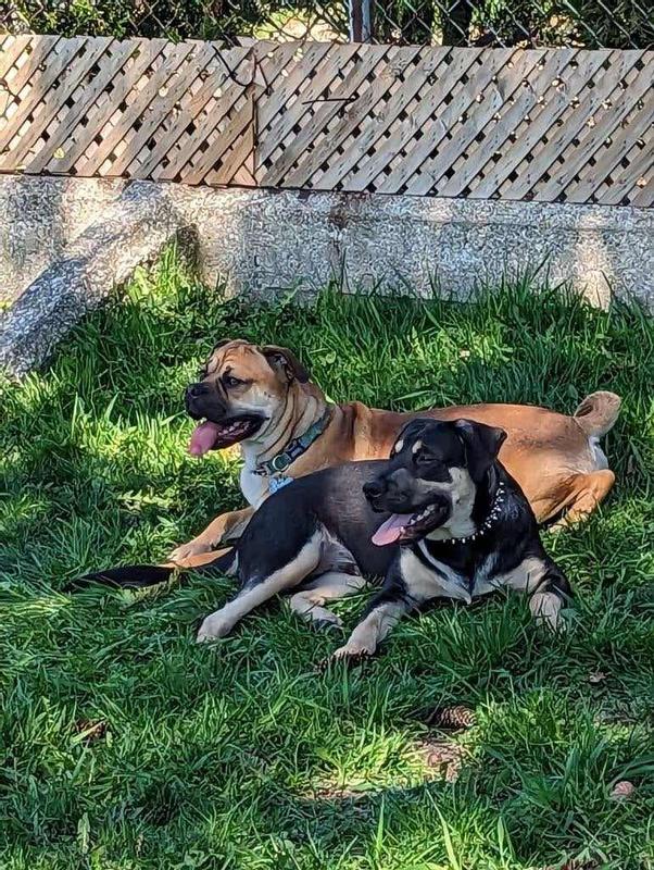 They love Beggin' bacon flavored strips