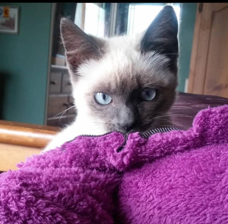 Gemma Lila
