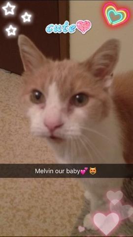 This old boy enjoys his kitty dinner!