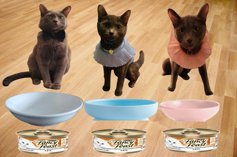 Three Russian Blue Babies waiting for their dinner.