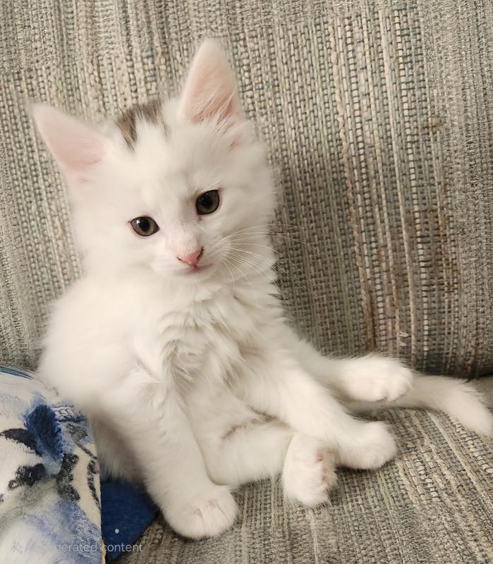 Our handsome Mookey.