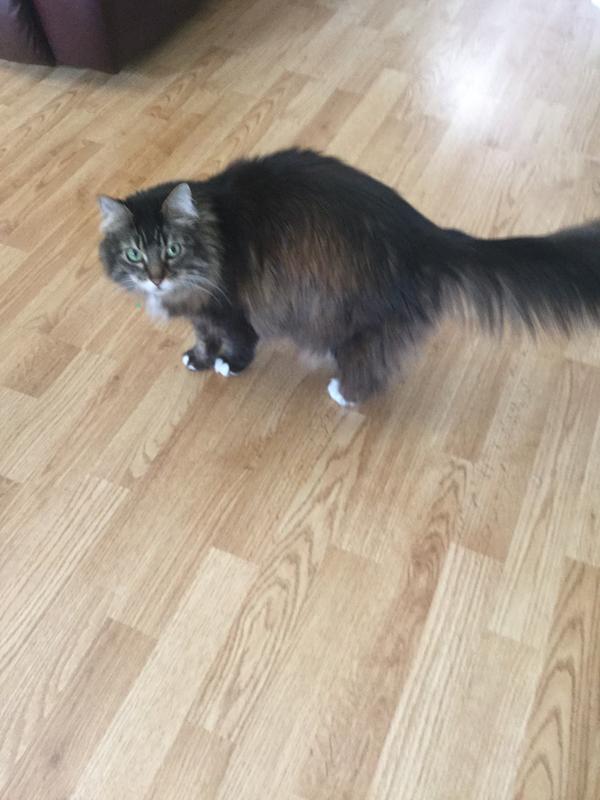 Lucy telling me it's time for Fancy Feast