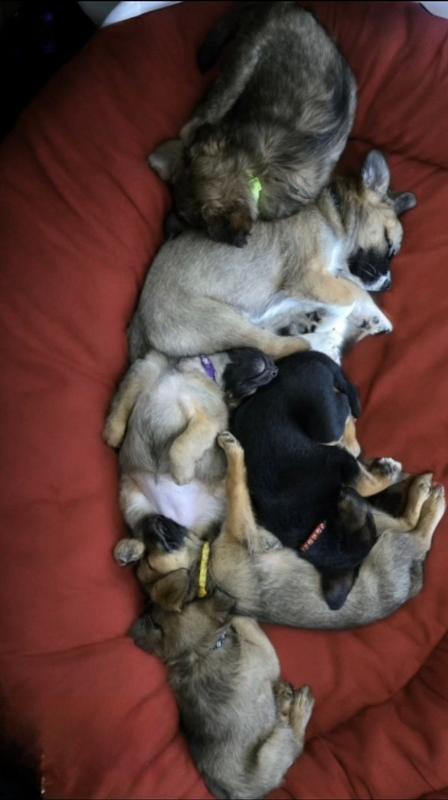 7 weeks, approx 6lbs each