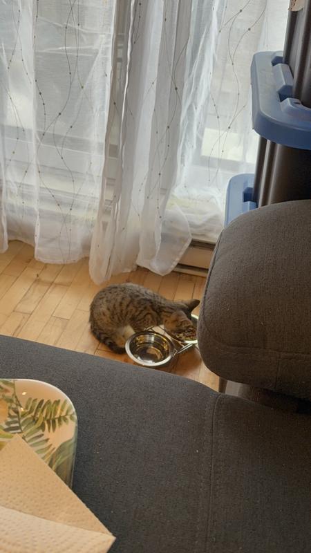 Mr. Ash Beans finally found his fave! Purina ONE +Plus = shiny fur & zoomies