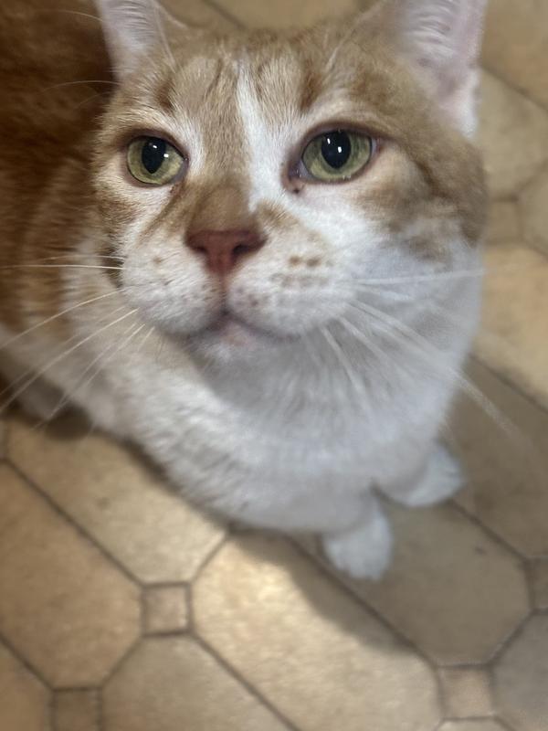 Zoe sniffing for treats!