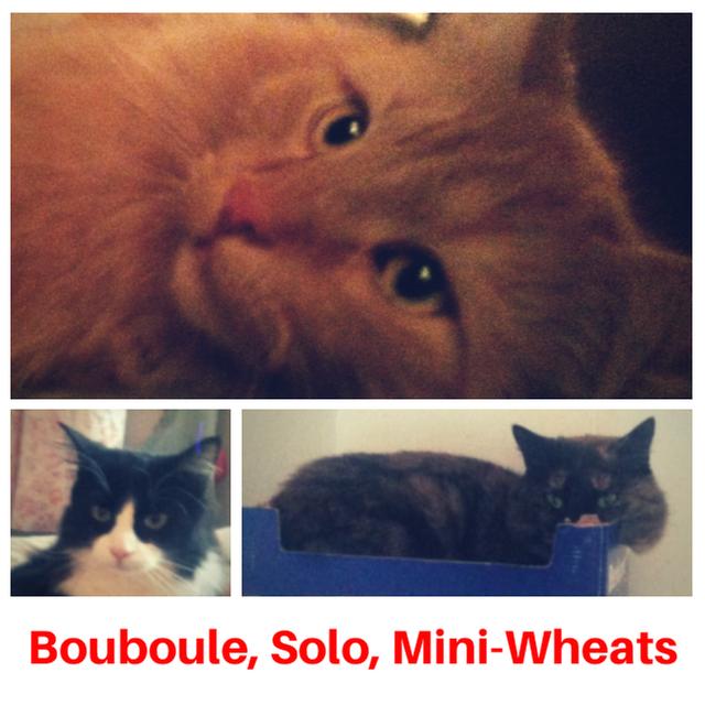 Mes chats