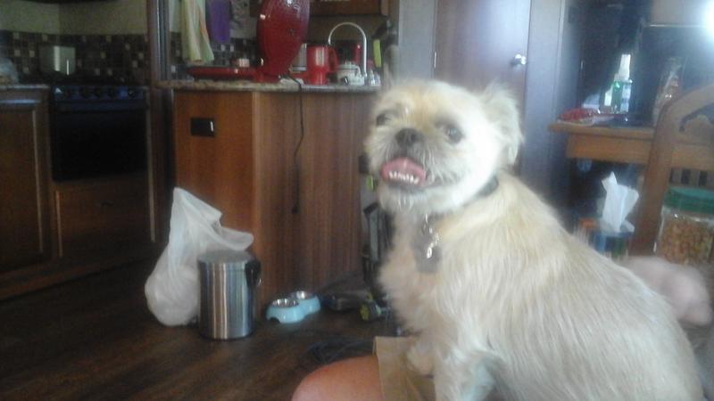 waiting for my treat