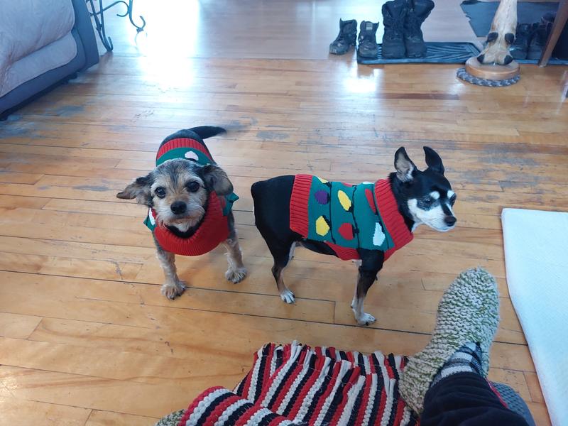 Lola et Daisy et chat pas  là il dort