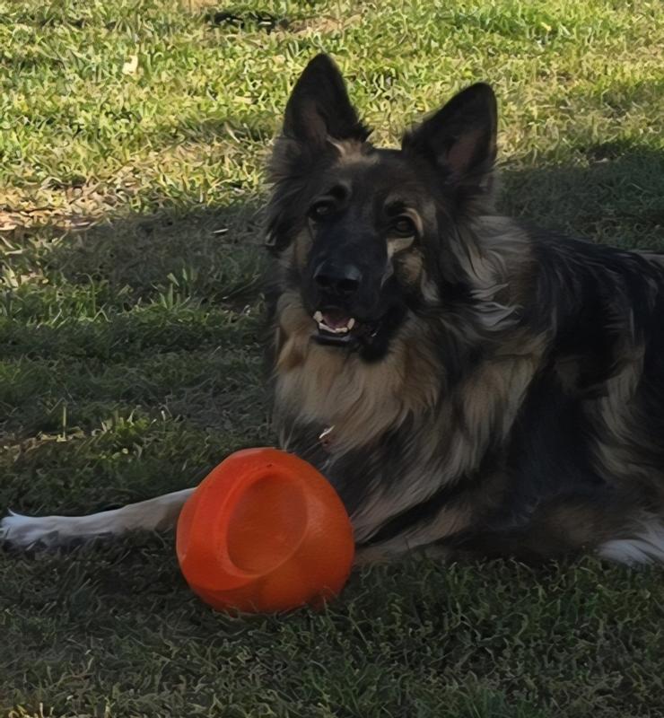 Love these Registered King Shepherds