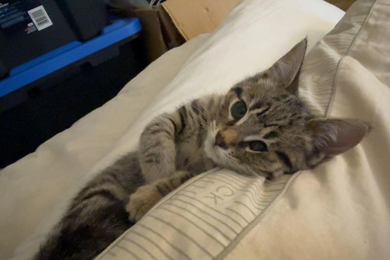 Photo - commentaire&nbsp;8.