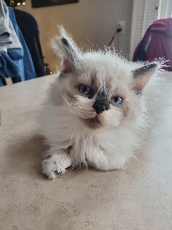 Brand new purina lover