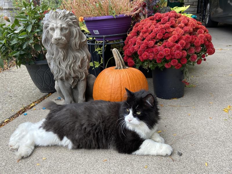 Happy Halloween - bring me treats.