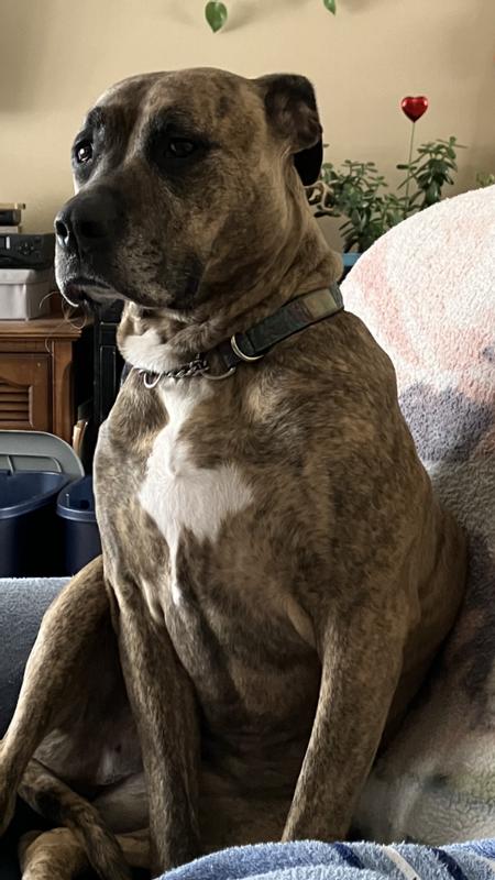 My beautiful Willow❤️