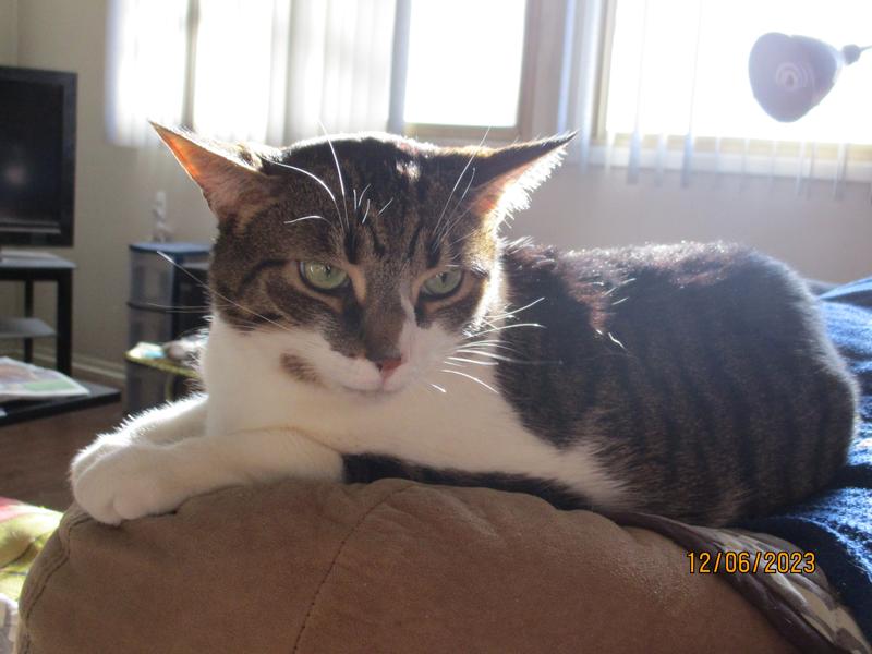 Zorro, recovering from a lung infection, with the help of L'il Soups!!