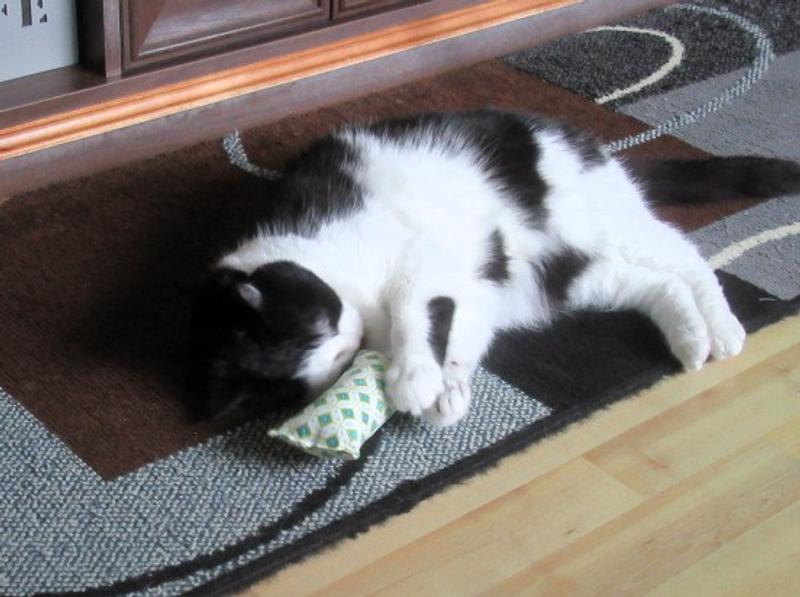He found the catnip toy