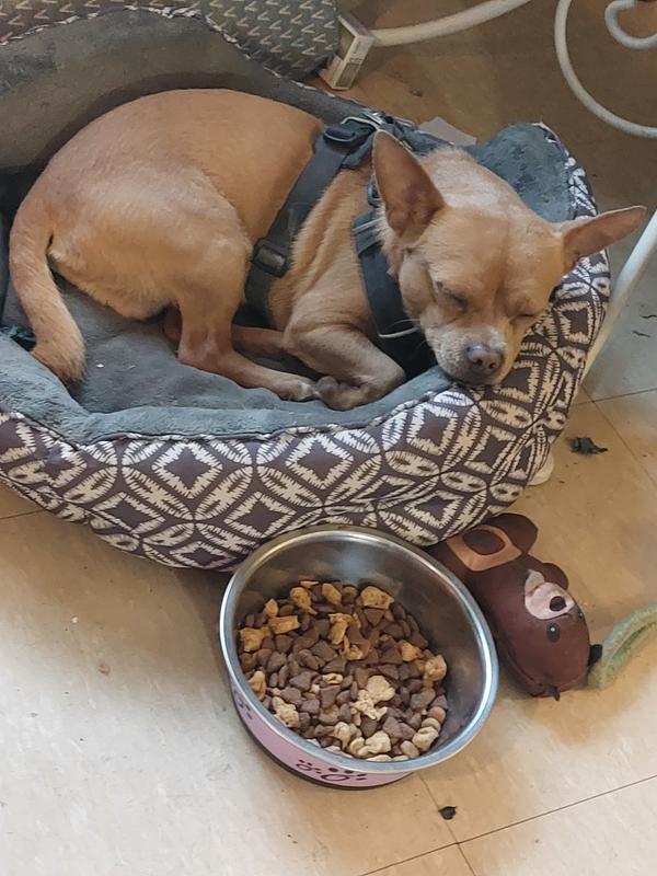 Sam having a nap after breakfast