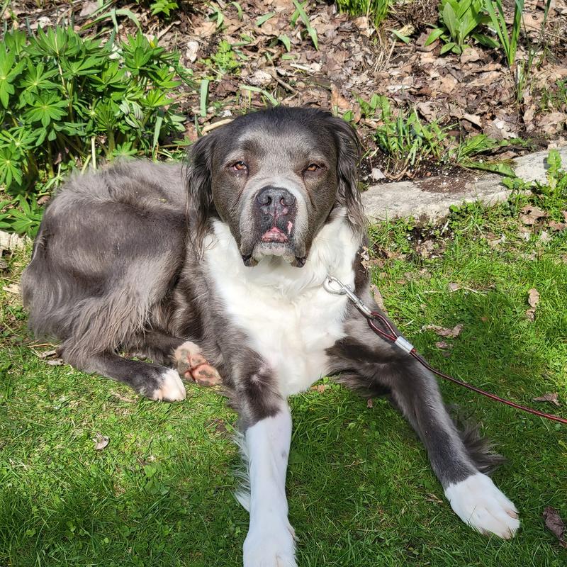 Mr. Bevedere relaxing