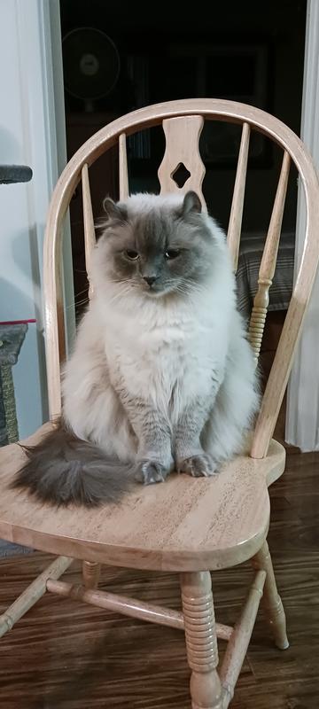 Mon beau BB loki âgé de 2ans