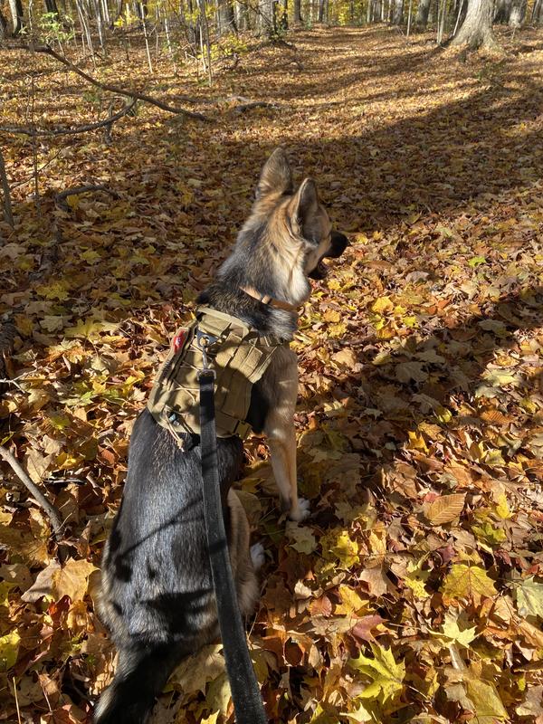 In the sugar bush after breakfast