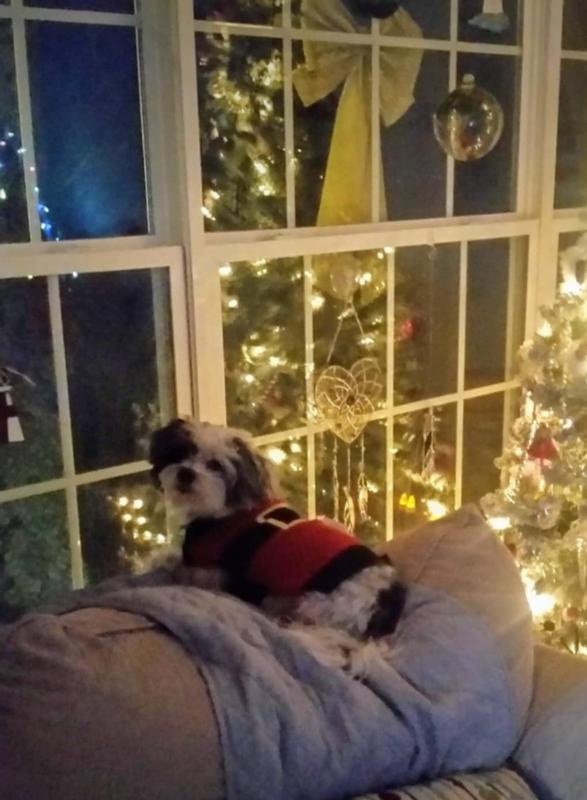 Maggie knows Santa is Bringing Beggin🥓Strips!