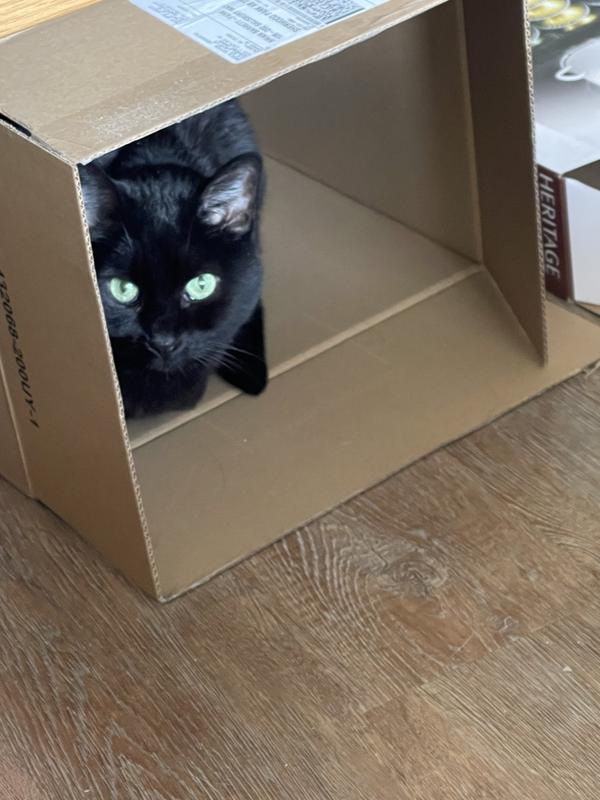 Birdwatching blind for cats