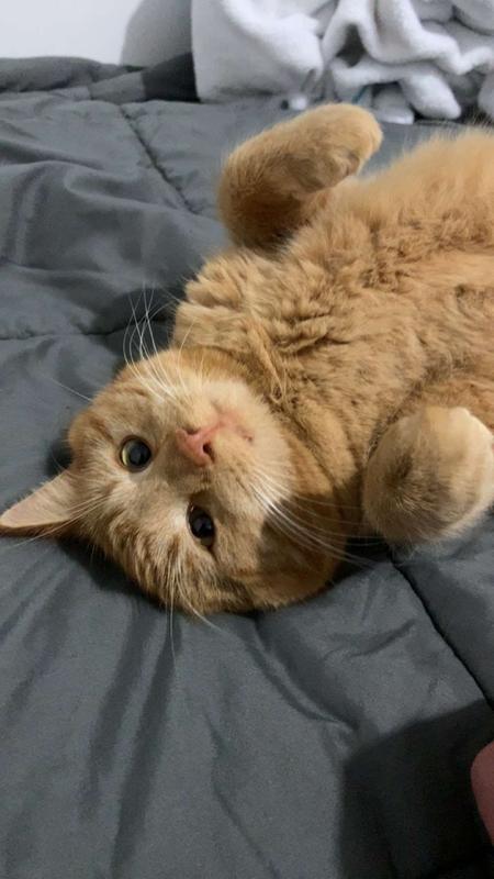 Photo - commentaire&nbsp;3.