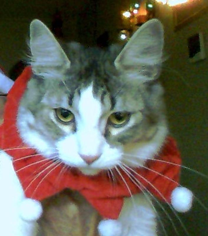 Kleo my oldest in the festive mood Wishing everyone a wonderful Happy Holiday Season